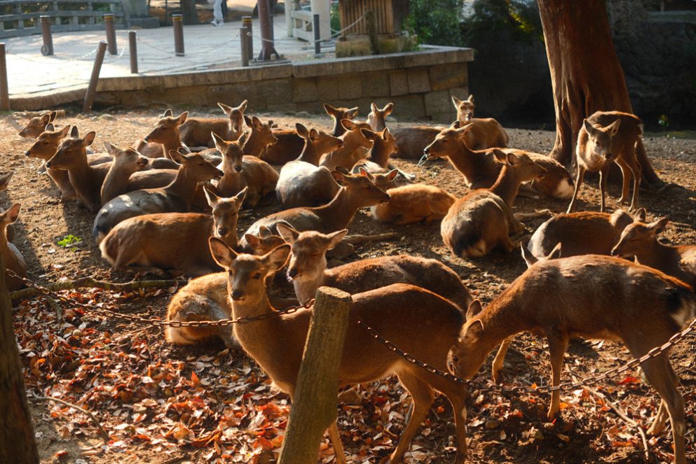 Nara Deer Park